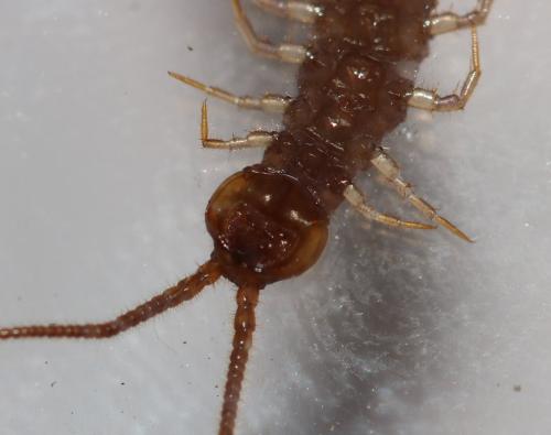 Lithobius forficatus